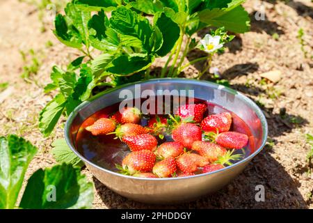 Im Garten werden Erdbeeren geerntet und mit Wasser gewaschen Stockfoto