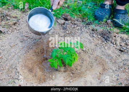 Bewässerung von Tomatenkeimlingen beim Anpflanzen im Boden. Stockfoto