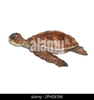 Handgemalte Wasserfarben-Darstellung einer schwimmenden Meeresschildkröte isoliert auf weißem Hintergrund. Perfekt für Tapeten, Druck, Babytextilien, Kinderzimmer Stockfoto