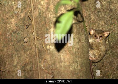 Der Spektraltarsier eines Gurskys (Tarsius spectrumgurskyae) wird auf seinem Nistbaum im Naturschutzgebiet Tangkoko, Nord-Sulawesi, Indonesien, fotografiert. „Tarsier sind im Vergleich zu ihren „populäreren“ Primaten-Verwandten unterstudiert, so dass sie ein riesiges Forschungsgebiet darstellen, das noch erforscht werden muss“, so ein Team von Primaten-Wissenschaftlern unter der Leitung von Isabel Comella in einem 2022 erschienenen Aufsatz, der erstmals in Frontiers in Ecology and Evolution veröffentlicht wurde (abgerufen auf Phys.org). Stockfoto