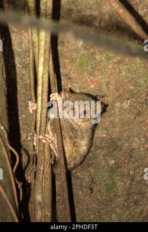 Der Spektraltarsier eines Gurskys (Tarsius spectrumgurskyae) wird auf seinem Nistbaum im Naturschutzgebiet Tangkoko, Nord-Sulawesi, Indonesien, fotografiert. „Tarsier sind im Vergleich zu ihren „populäreren“ Primaten-Verwandten unterstudiert, so dass sie ein riesiges Forschungsgebiet darstellen, das noch erforscht werden muss“, so ein Team von Primaten-Wissenschaftlern unter der Leitung von Isabel Comella in einem 2022 erschienenen Aufsatz, der erstmals in Frontiers in Ecology and Evolution veröffentlicht wurde (abgerufen auf Phys.org). Stockfoto