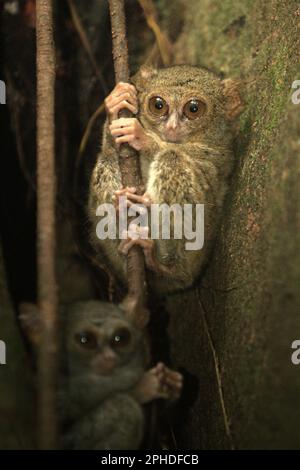 Zwei Personen von Gurskys Spektraltarsier (Tarsius spectrumgurskyae) werden auf ihrem Nistbaum im Naturschutzgebiet Tangkoko, North Sulawesi, Indonesien, fotografiert. Eine sozial monogame Art, ein Paar dieser Primaten lebt in einem Gebiet zwischen 1,6 und 4,1 Hektar, Die sie durch „singende Duette“ verteidigen, so ein Team von Primatenwissenschaftlern unter der Leitung von Isabel Comella in einem 2022 erschienenen Aufsatz, der erstmals in Frontiers in Ecology and Evolution veröffentlicht wurde (abgerufen auf Phys.org). Wenn sie Duette singen, sollen die Tarsier den Konfekten zeigen, dass sie bereits einen Partner haben und dass ihr Gebiet... Stockfoto