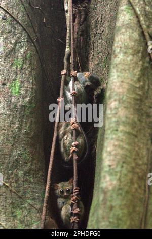 Drei Personen von Gurskys Spektraltarsier (Tarsius spectrumgurskyae) werden auf ihrem Nistbaum im Naturschutzgebiet Tangkoko, North Sulawesi, Indonesien, fotografiert. Eine sozial monogame Art, ein Paar dieser Primaten lebt in einem Gebiet zwischen 1,6 und 4,1 Hektar, Die sie durch „singende Duette“ verteidigen, so ein Team von Primatenwissenschaftlern unter der Leitung von Isabel Comella in einem 2022 erschienenen Aufsatz, der erstmals in Frontiers in Ecology and Evolution veröffentlicht wurde (abgerufen auf Phys.org). Wenn sie Duette singen, sollen die Tarsier den Betrügern erklären, dass sie bereits einen Partner haben und dass ihr... Stockfoto