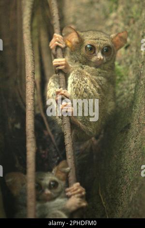 Zwei Personen von Gurskys Spektraltarsier (Tarsius spectrumgurskyae) werden auf ihrem Nistbaum im Naturschutzgebiet Tangkoko, North Sulawesi, Indonesien, fotografiert. Eine sozial monogame Art, ein Paar dieser Primaten lebt in einem Gebiet zwischen 1,6 und 4,1 Hektar, Die sie durch „singende Duette“ verteidigen, so ein Team von Primatenwissenschaftlern unter der Leitung von Isabel Comella in einem 2022 erschienenen Aufsatz, der erstmals in Frontiers in Ecology and Evolution veröffentlicht wurde (abgerufen auf Phys.org). Wenn sie Duette singen, sollen die Tarsier den Konfekten zeigen, dass sie bereits einen Partner haben und dass ihr Gebiet... Stockfoto