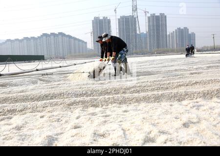 LIANYUNGANG, CHINA - 28. MÄRZ 2023 - Arbeiter arbeiten auf dem Dapu-Salzfeld in Lianyungang, Ost-Chinas Provinz Jiangsu, 28. März 2023. Stockfoto