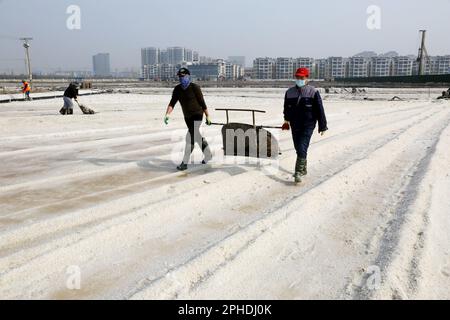 LIANYUNGANG, CHINA - 28. MÄRZ 2023 - Arbeiter arbeiten auf dem Dapu-Salzfeld in Lianyungang, Ost-Chinas Provinz Jiangsu, 28. März 2023. Stockfoto