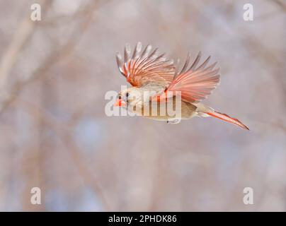 Nördliche Kardinalfrauen, die fliegen und streiten, Quebec, Kanada Stockfoto