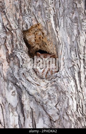 Eastern Screech-Owl sitzt in einer Baumgrube, Quebec, Kanada Stockfoto