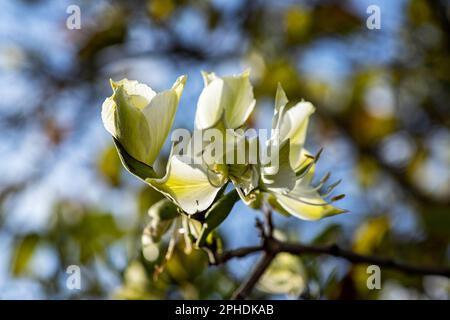 Weiße Bauhinia variegata Orchideenblumen in der Nähe von grünen Blättern Stockfoto