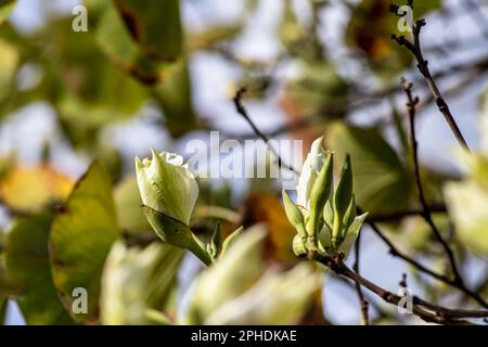 Weiße Bauhinia variegata Orchideenblumen in der Nähe von grünen Blättern Stockfoto