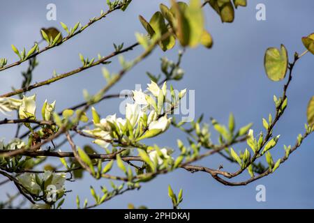 Weiße Bauhinia variegata Orchideenblumen in der Nähe von grünen Blättern Stockfoto