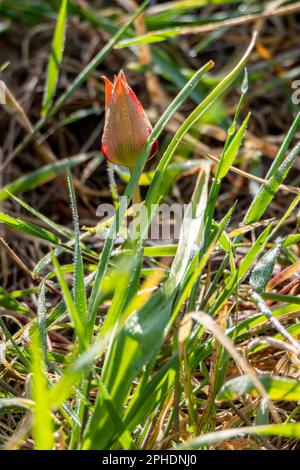 Rote wilde Tulpenblüte nahe bei grünen Blättern Stockfoto