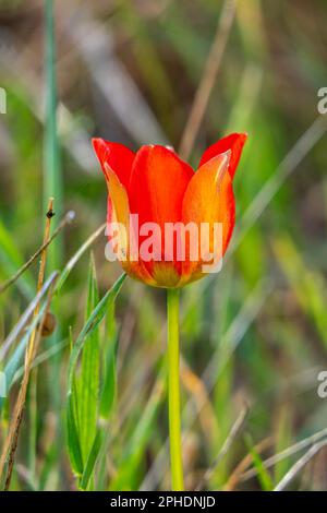 Rote wilde Tulpenblüte nahe bei grünen Blättern Stockfoto