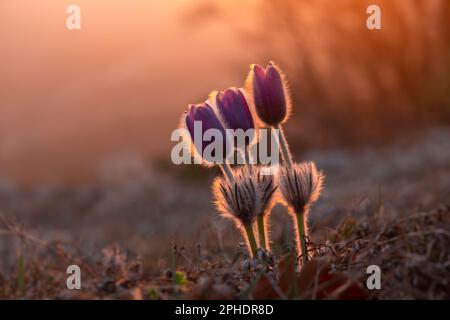 Traumgras oder Pulsatilla Patens blühen im Frühling im Wald in den Bergen. Nahaufnahme, natürlicher Frühlingshintergrund. Zarte, zerbrechliche Blumen im Stockfoto