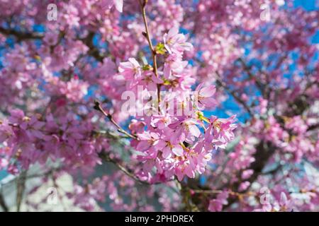 Wunderschöne Zweige rosafarbener Kirschblüten auf dem Baum unter blauem Himmel, wunderschöne Sakura-Blumen während der Frühlingssaison im Park, Flora Muster Text Stockfoto