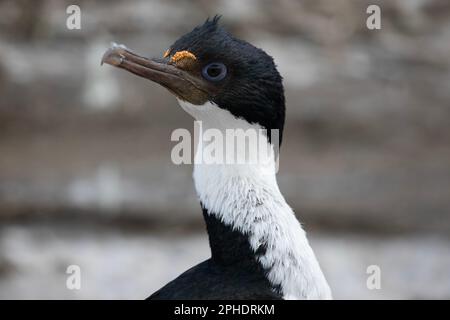 Ein kaiserlicher Kormorant, Phalacrocorax Atriceps, auf der Insel Saunders, einer der äußeren Falklandinseln. Stockfoto