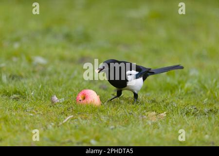 Gewöhnliche Elster Pica pica, Erwachsener, der auf Gras steht und Apfel füttert, Suffolk, England, März Stockfoto