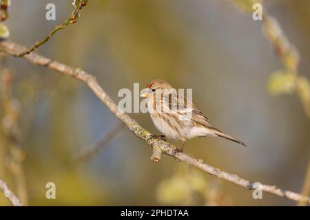 Kleiner Rotpoll, Carduelis Kabarett, Erwachsener hoch oben auf dem Zweig, Suffolk, England, März Stockfoto