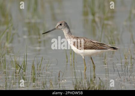 Grüne Beine, nach oben gewölbter Schnabel... Greenshank ( Tringa nebularia ) Futtersuche in flachem Wasser Stockfoto