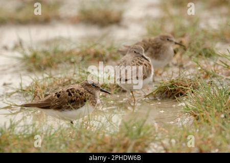 Bei bewölktem Wetter... Temmincks Stints ( Calidris temminckii ) ruhen sich auf einer nassen Wiese aus Stockfoto