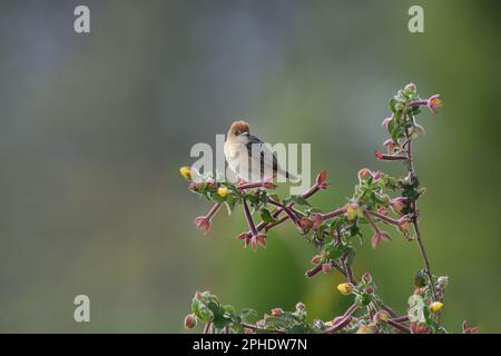 Ein australischer Zuchtvogel mit goldenem Kopf, Cisticola Exilis, hoch oben auf einer bunten Pflanze, der im frühen Morgenlicht in die Kamera schaut Stockfoto