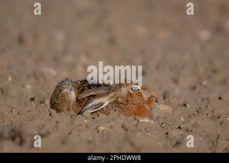 Brauner Hase Lepus europaeus, bepflanzt auf Kulturböden Nord-Norfolk, Vereinigtes Königreich. Stockfoto