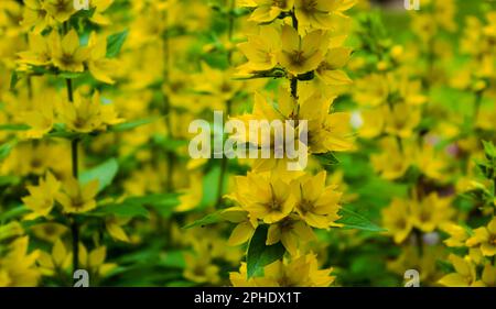 Gelbe Blüten von geflecktem Lockestrife oder großes gelbes Lockestrife oder kreisförmige Blume oder geflecktes Lockestrife Nahaufnahme. Stockfoto