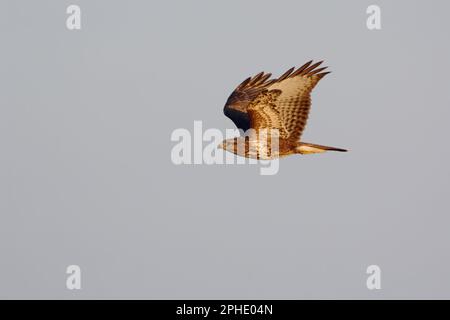 Im Flug... Bussard ( Buteo buteo ) Stockfoto