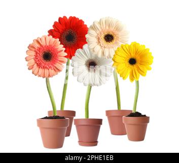 Set aus bunten blühenden Gerbera-Blumen in Töpfen auf weißem Hintergrund Stockfoto