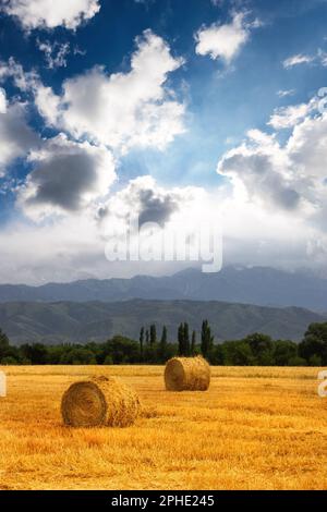 Zwei Haystack-Rollen auf einem landschaftlich schönen Ackerfeld in den Ausläufern zentralasiens mit Kopierbereich. Vertikal Stockfoto