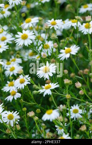 Kalimeris incisa Alba, japanisches Oster Alba, Sprays aus weißen, blumigen Blütenköpfen, goldgelbe Zentren Stockfoto