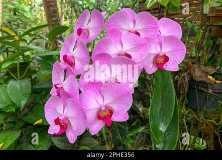 Mottenorchidee (Phalaenopsis amabilis), gemeinhin als Mondorchidee bekannt Stockfoto