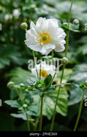 Anemone japonica Whirlwind, japanische Anemone Whirlwind, mehrjährige, halb-doppelte weiße Blumen Stockfoto