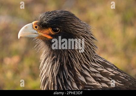 Eine gestreifte Caracara, Phalcoboenus Australis, auf der Insel Saunders, Teil der Falklandinseln. Bekannt als Johnny Rook. Stockfoto