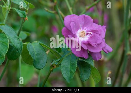 Rosa Rhapsody in Blau, Rosa Frantasia, Strauchrose halb-doppelt lila-blaue Blüten, die zu Schieferblau verblassen, Stockfoto