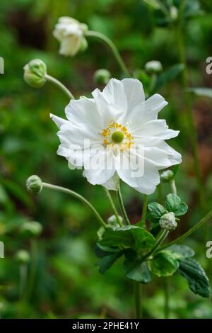 Anemone japonica Whirlwind, japanische Anemone Whirlwind, mehrjährige, halb-doppelte weiße Blumen Stockfoto