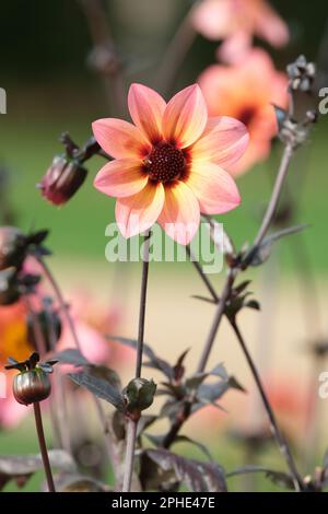 Dahlia Dream Fantasy, Dahlia Fantasy, halb-doppelte Korallenrosa bis blassorange und gelbe Blüten, blassrosa an den Blütenkanten, Stockfoto