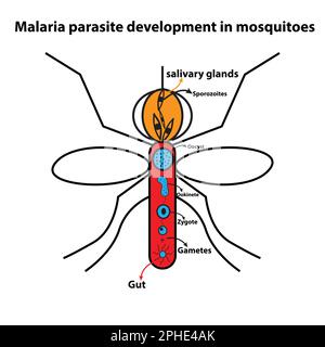 Malariaparasitenentwicklung bei Stechmücken Stock Vektor