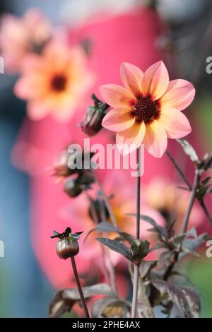 Dahlia Dream Fantasy, Dahlia Fantasy, halb-doppelte Korallenrosa bis blassorange und gelbe Blüten, blassrosa an den Blütenkanten, Stockfoto