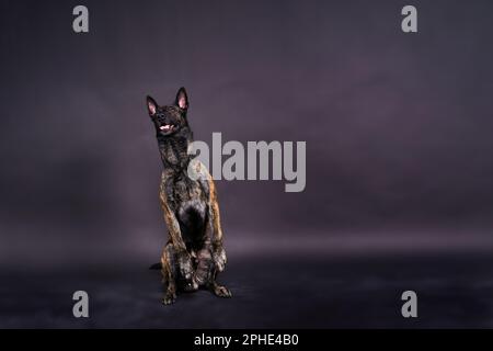 Holländischer Hirte im Studio mit schwarzem Hintergrund, der Porträt posiert Stockfoto