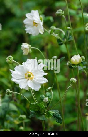 Anemone japonica Whirlwind, japanische Anemone Whirlwind, mehrjährige, halb-doppelte weiße Blumen Stockfoto