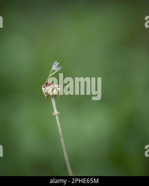 Samen einer Dandelionenblume auf einem naturgrünen Hintergrund. Vertikales Format. Stockfoto