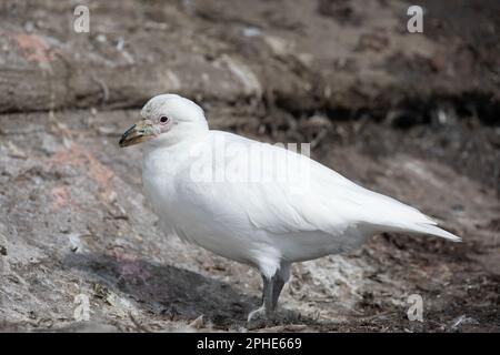 Ein Snowy Sheathbill, Chionis Albus, auf Saunders Island auf den Falkland-Inseln. Stockfoto