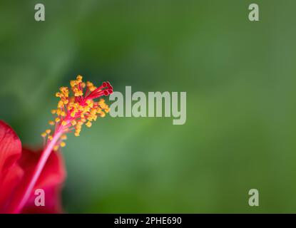 Nahaufnahme einer roten Hibiskusblume mit roten und gelben Stäben und Pistillen. Stockfoto