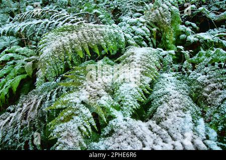 Früher Schnee. Die Herbstdickichte der Farne sind mit Schnee bedeckt, der für den südlichen, subtropischen Wald unerwartet ist Stockfoto