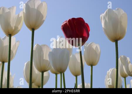 Eine leuchtend rote Tulpe hebt sich von einer Gruppe weißer Tulpen vor einem klaren blauen Himmel ab Stockfoto