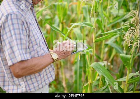 Zugeschnittenes Bild eines asiatisch gealterten Landwirts, der sein digitales Tablet für sein intelligentes Landwirtschaftssystem verwendet und auf dem Maisfeld arbeitet. Stockfoto