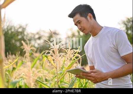 Ein professioneller und gutaussehender Bauer im asiatischen Alter, der sein digitales Tablet für sein intelligentes Landwirtschaftssystem verwendet und auf dem Maisfeld arbeitet. Stockfoto