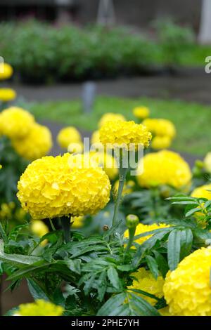 Sehen Sie die wunderschöne Marigold-Blume (Tagetes erecta oder französische Ringelblume) im Garten aus nächster Nähe. Makro von Marigold patula oder Tagetes an sonnigen Blumenbeet-Tagen. Stockfoto