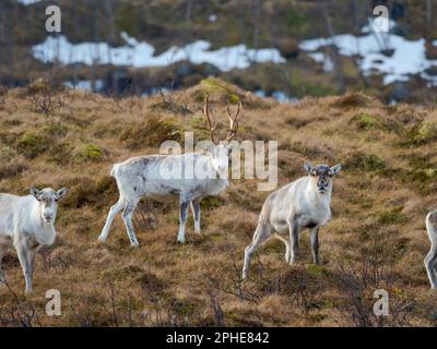 Halbdomestizierter Rentier (Rangifer tarandus) auf der Insel Senja bei Mefjordvaer im Spätwinter. Europa, nordeuropa, Norwegen, Senja Stockfoto